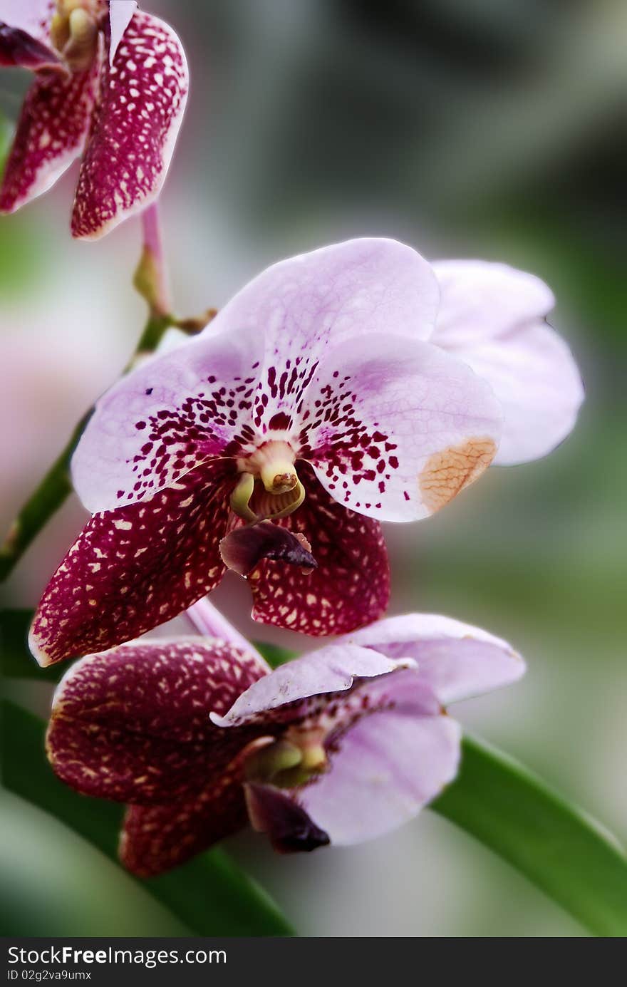 Bush of purple orchid flowers