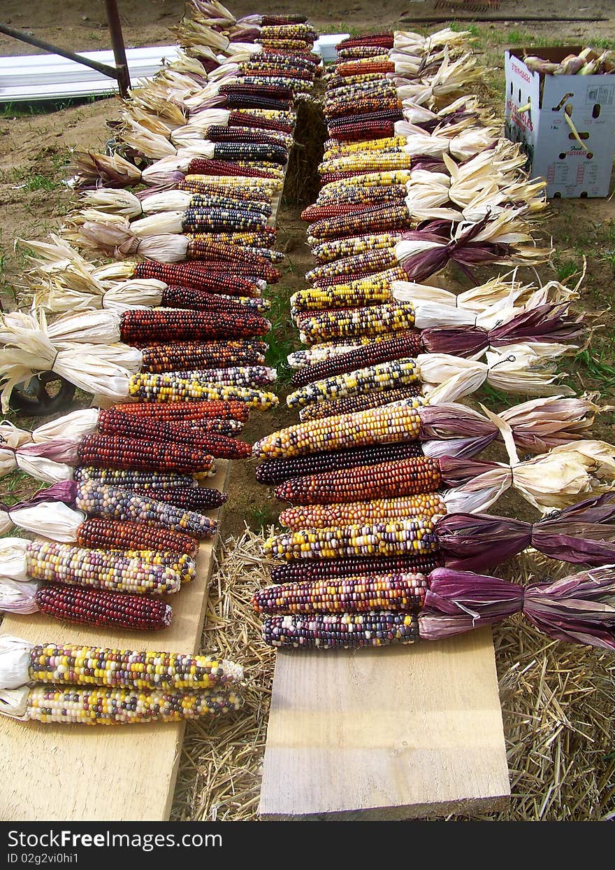 Indian Corn Harvest