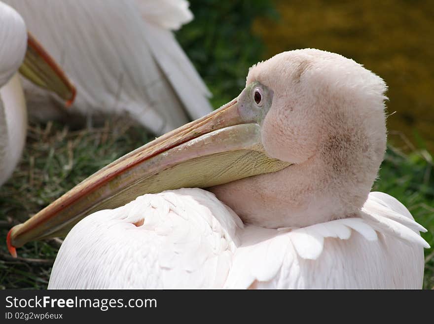 A pelican looking over its shoulder