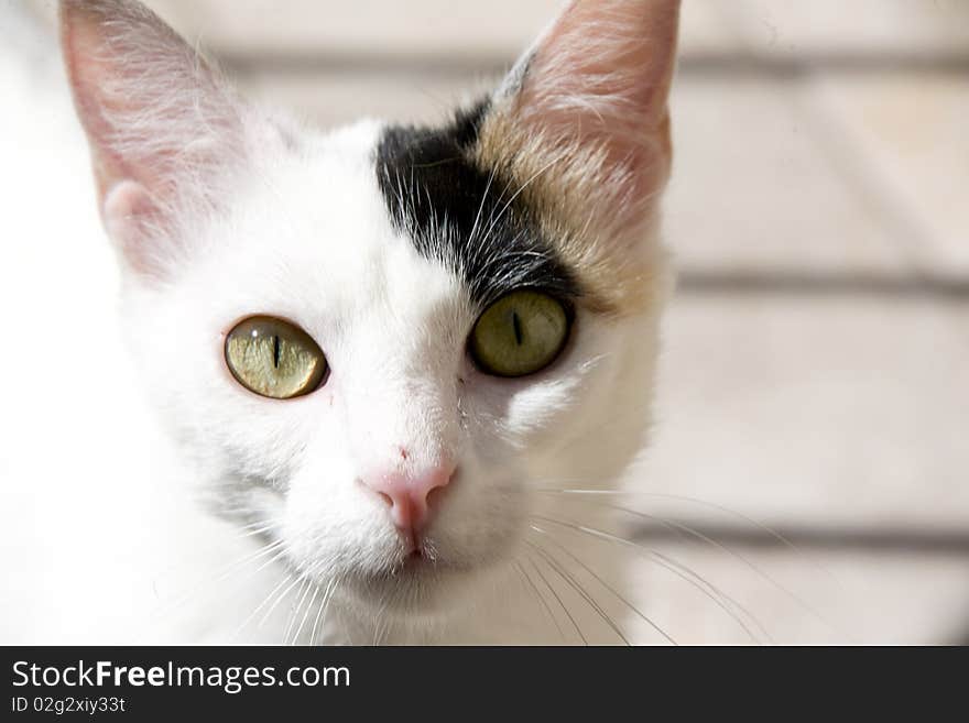 White kitten muzzle can used as a background. White kitten muzzle can used as a background