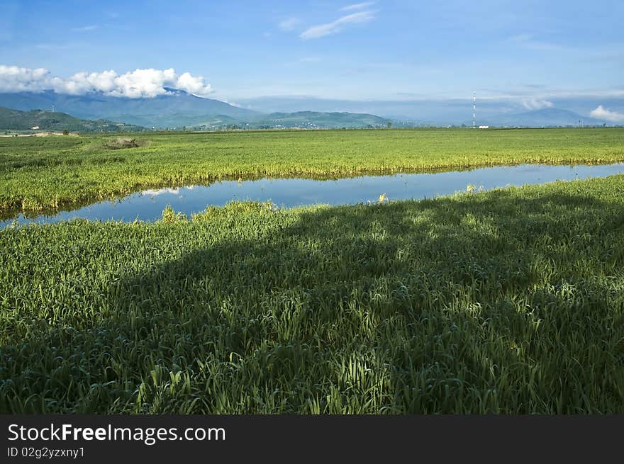 Wheat field and pond