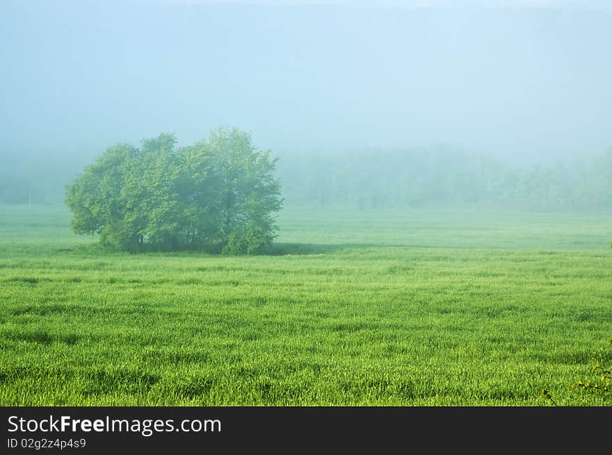 Foggy spring morning above field with tree. Foggy spring morning above field with tree.