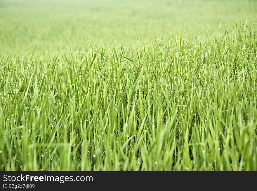 A close up of green wheat field