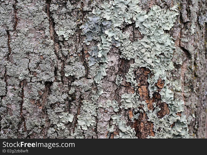 Lichen Fungus Background