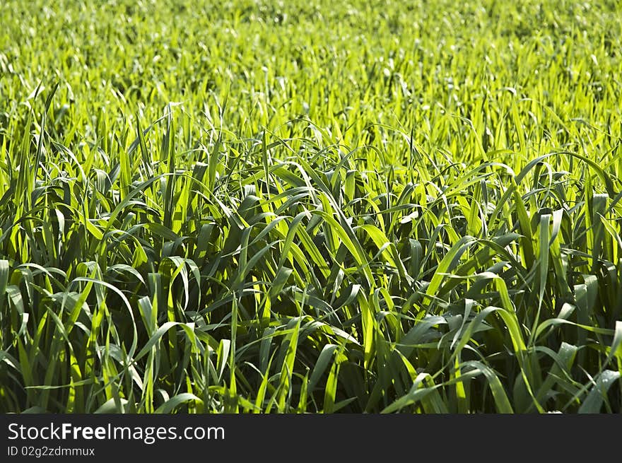 Wheat Field