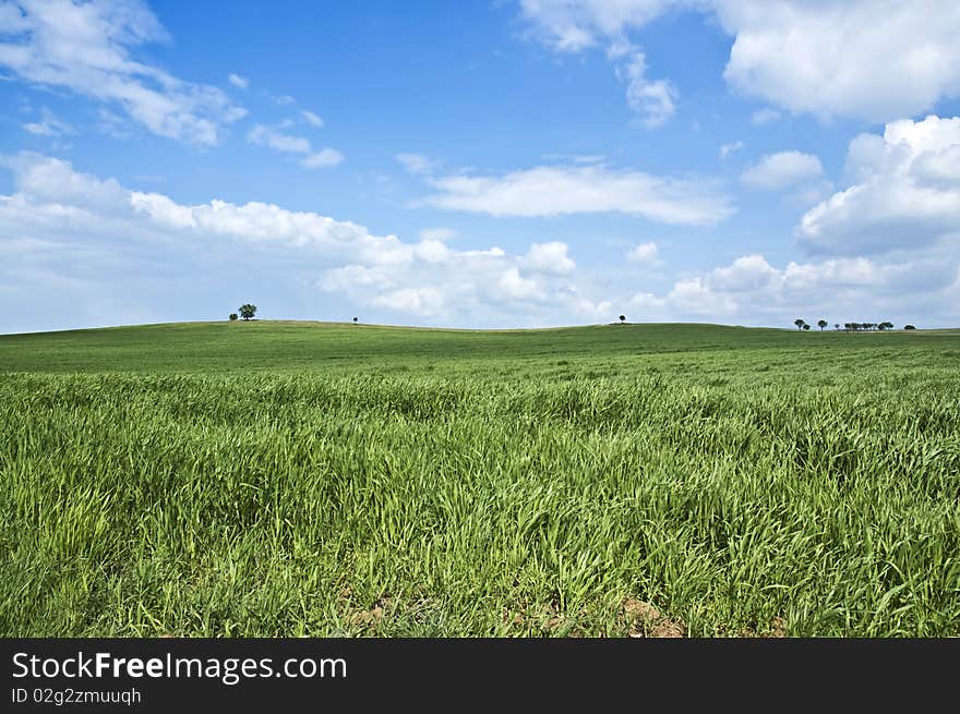 Green Wheat Field