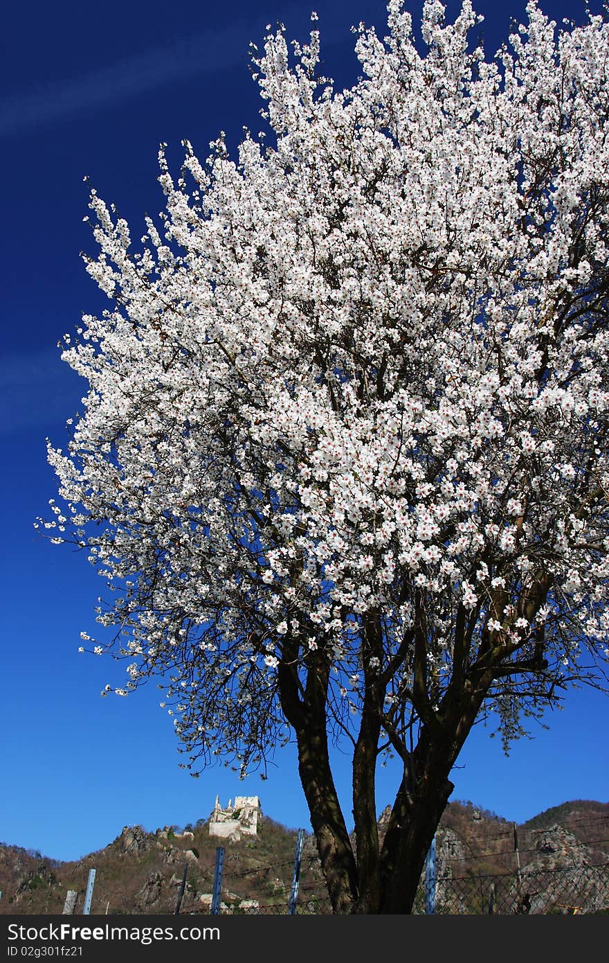 Blossoming tree and ruins in Austria, Europe