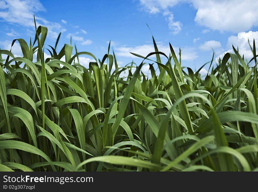 Wheat Field