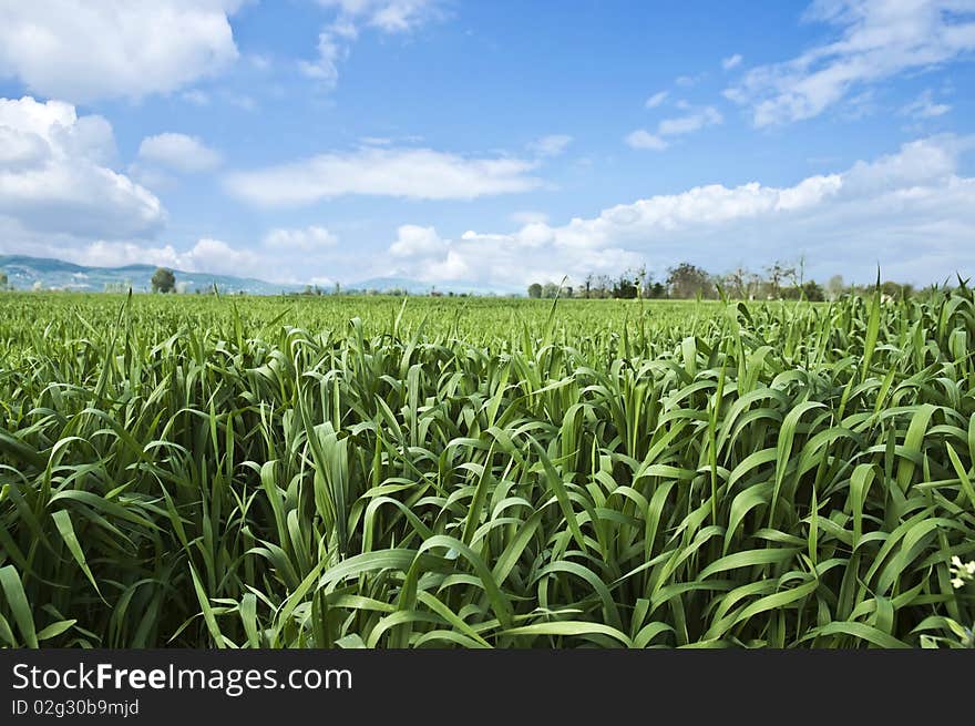 Wheat field