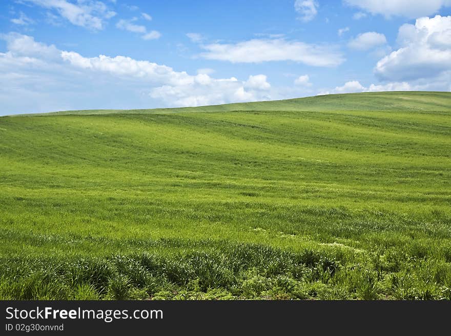 Green wheat meadow in spr. Green wheat meadow in spr