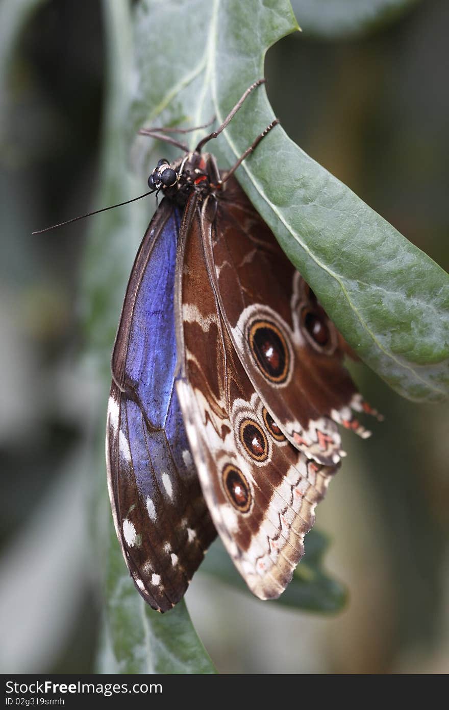 Tropical butterfly - Peleides blue morpho