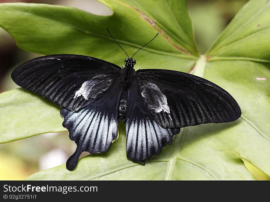 Great Mormon (Papilio memnon) is a large butterfly with contrasting colors that belongs to the Swallowtail family.