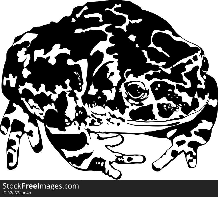 Toad