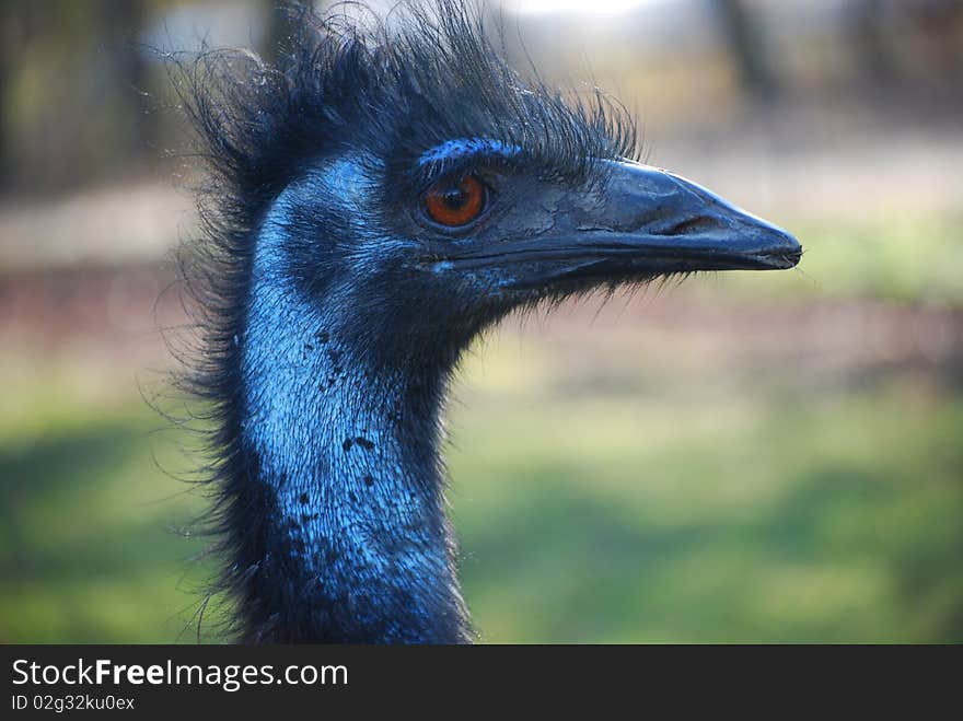 Head shot of captive Emu