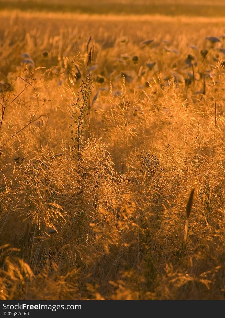 Nature. Wild whole bathed meadow in morning light of rising sun