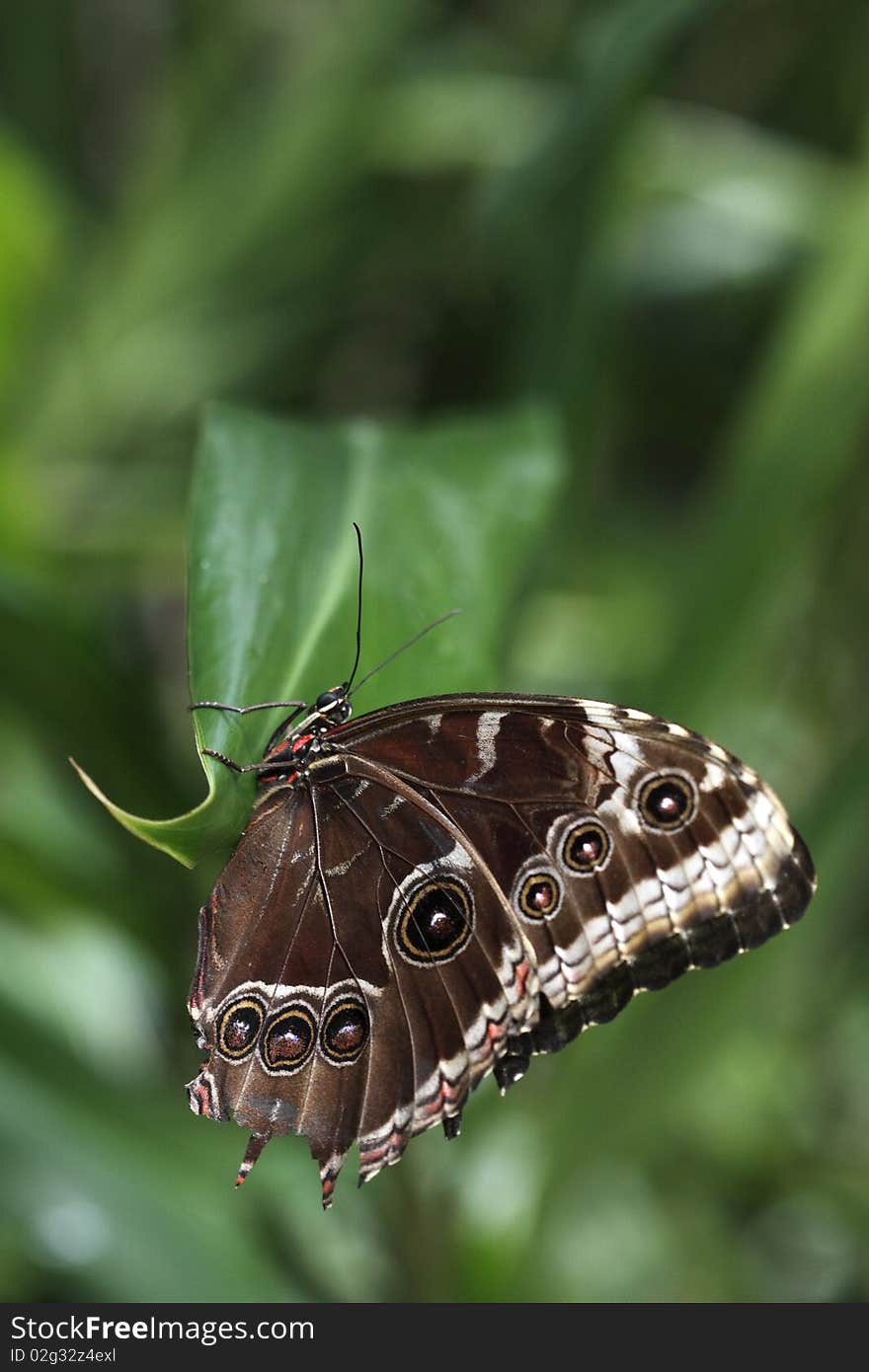 Morpho Butterfly On The Leaf