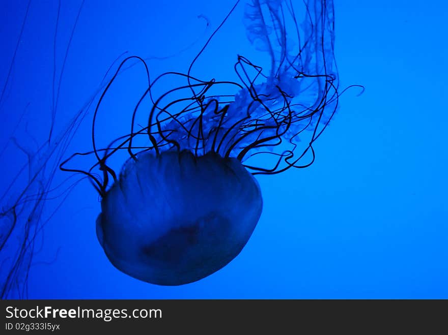 Jellyfish