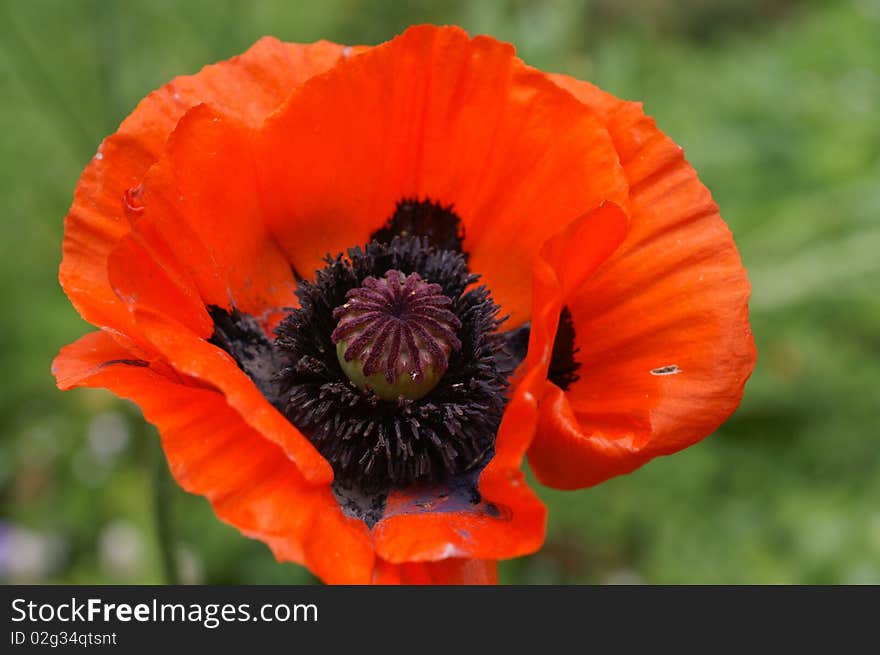 Orange poppy has a large black pod.