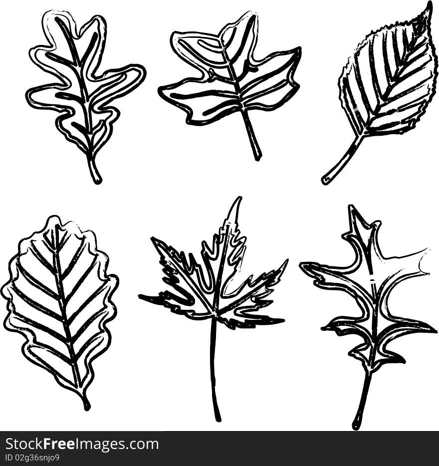 Leafs illustration on white background