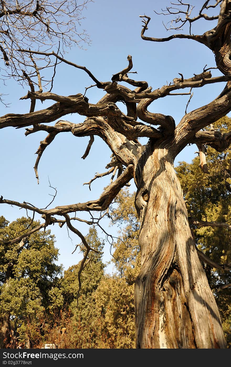 Tree in Forbidden City in Bejing in China