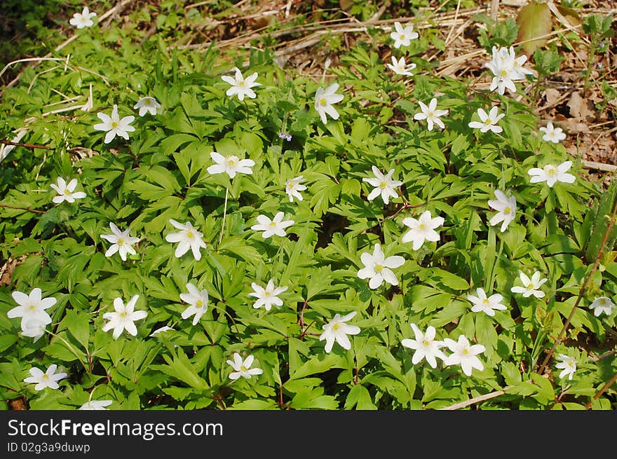 Photo of spring wood anemones in forest, anemone nemorosa. Photo of spring wood anemones in forest, anemone nemorosa