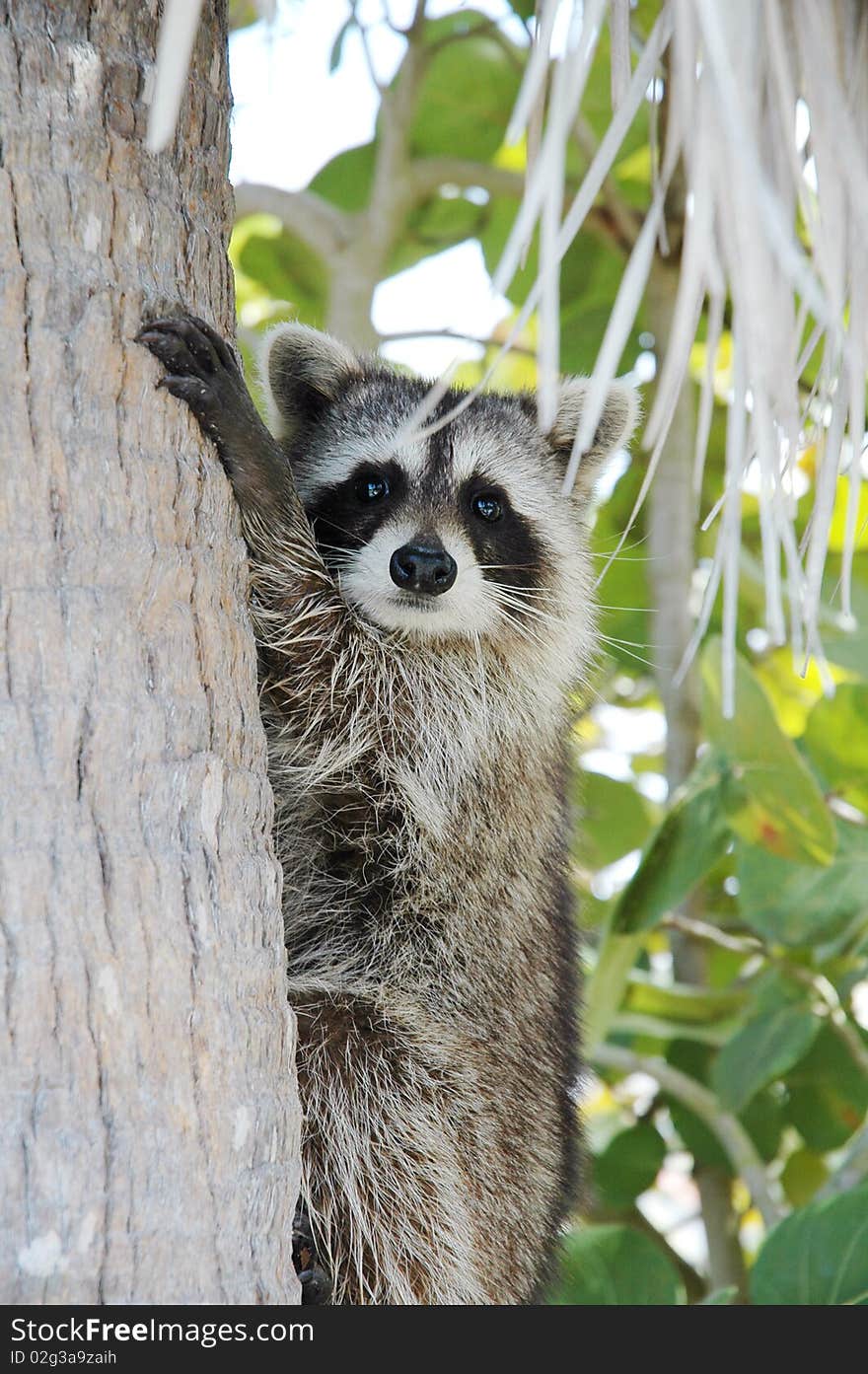 Cute little raccoon on a palm tree in Florida. Cute little raccoon on a palm tree in Florida.