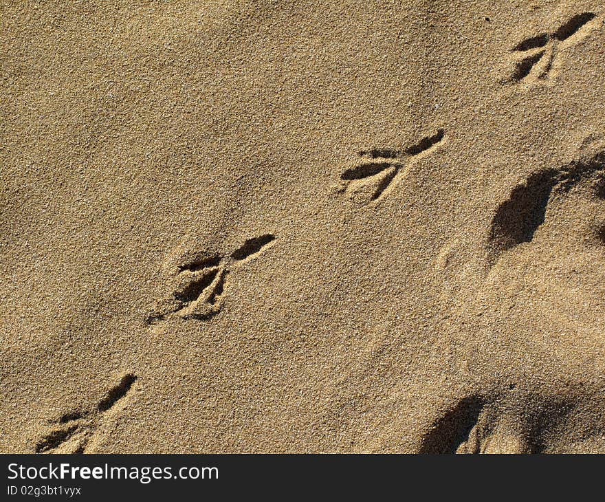 Gull footprints on the sand. Gull footprints on the sand