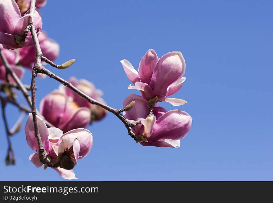 Magnolia blossoms over clear blue sky