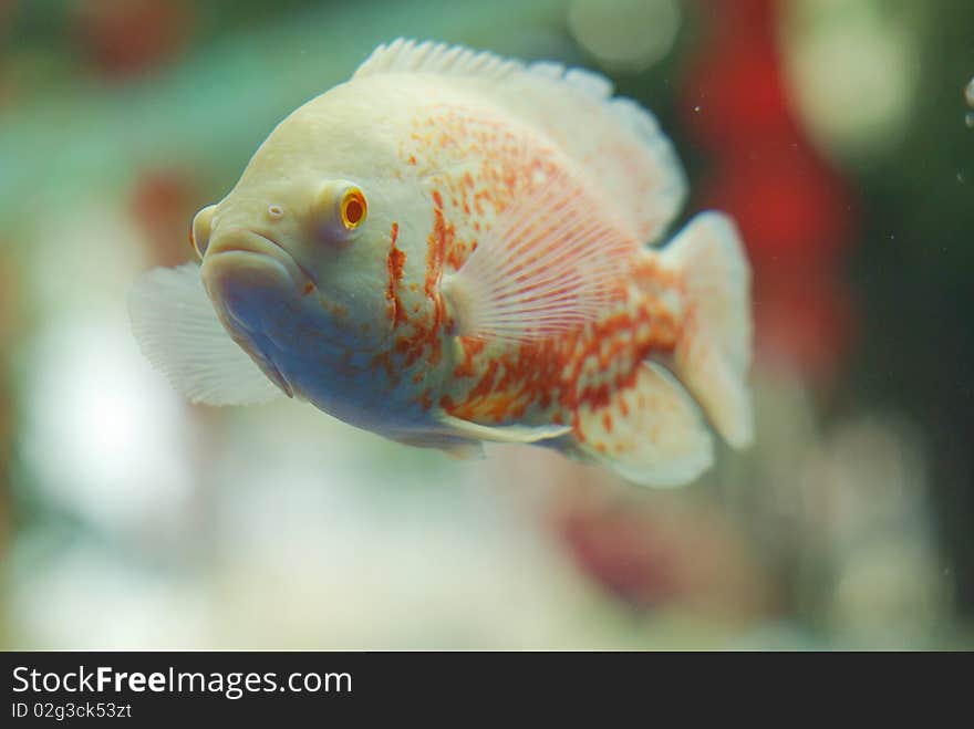 A tropical fish in the aquarium. A tropical fish in the aquarium.