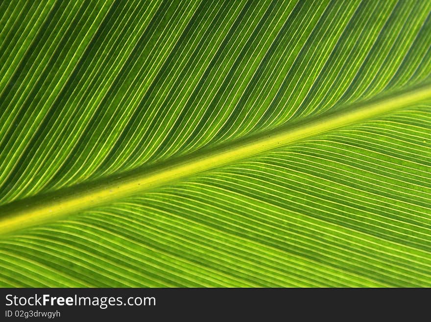 The pattern on the leaf with light tone