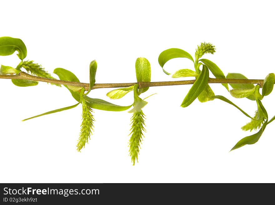 Green leafs and buds isolated on white background. Green leafs and buds isolated on white background