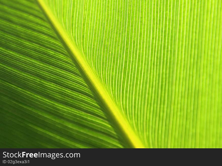 The pattern on the leaf with light tone