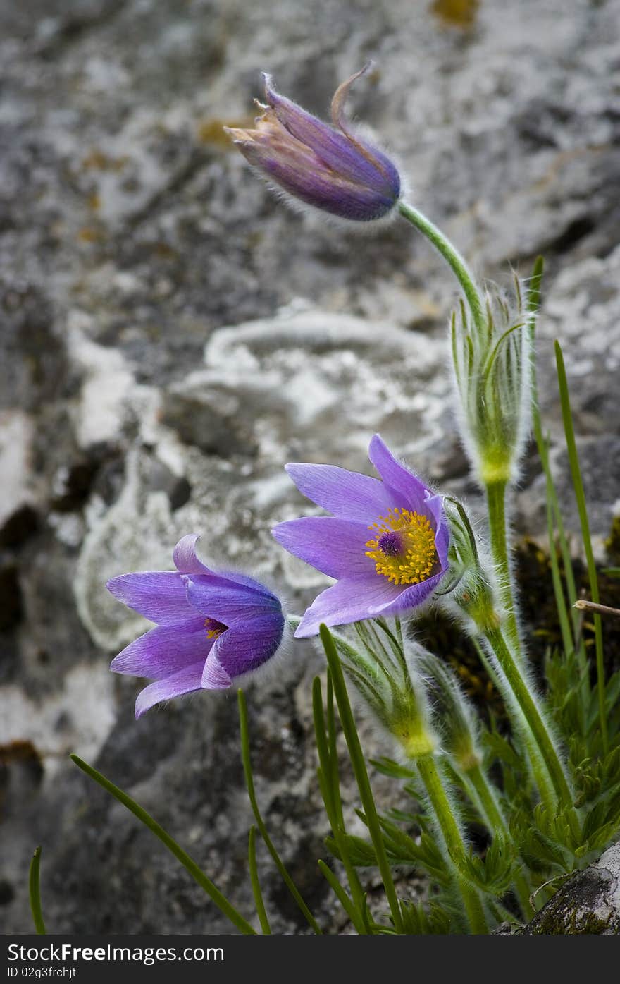 Three pasqueflowers