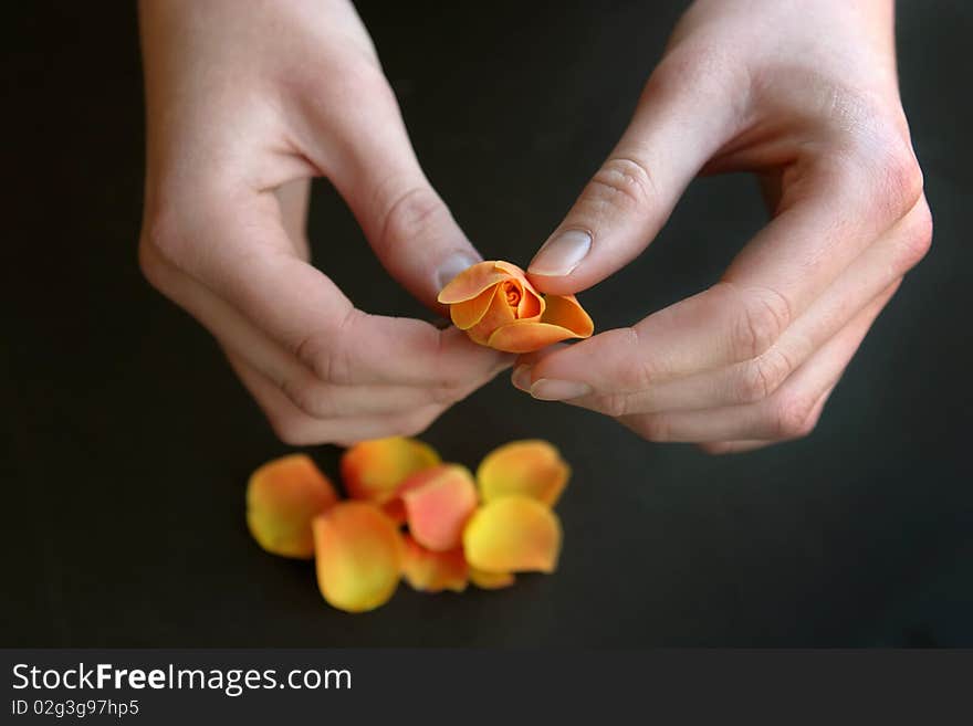 Young Woman Peels Away Rose Petals