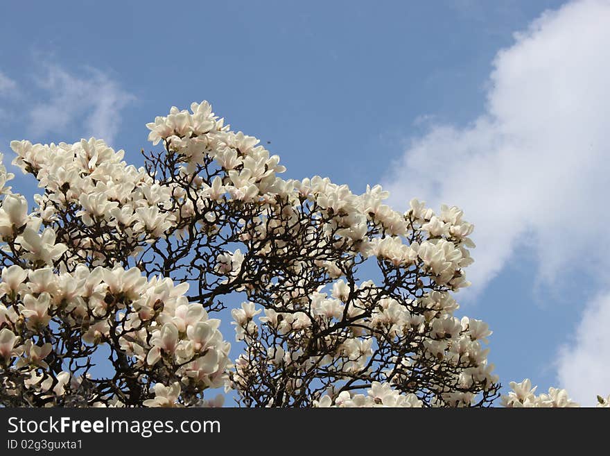 Flowering tree, white magnolia flowers had blossomed in the blue sky, a tree full of flowers, the extraordinary beauty of a flowering tree, spring is still in bloom and smells, twigs of flowers, twigs with flowers