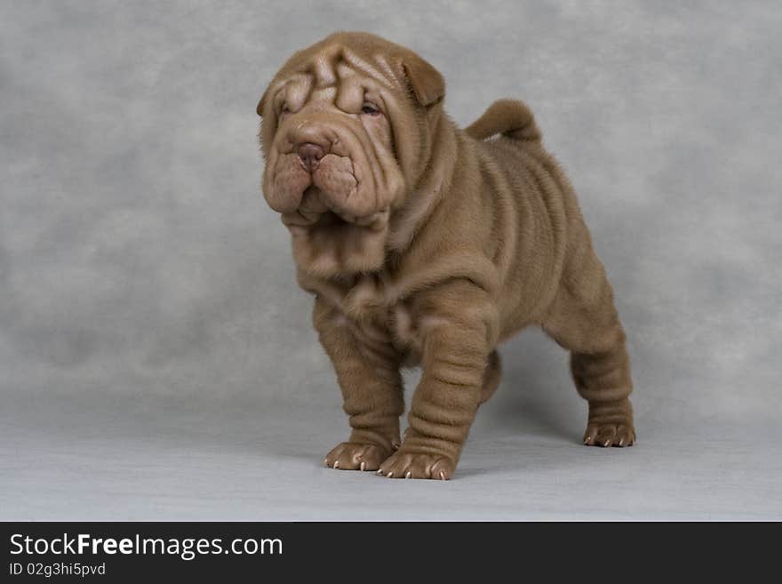 Shar-pei