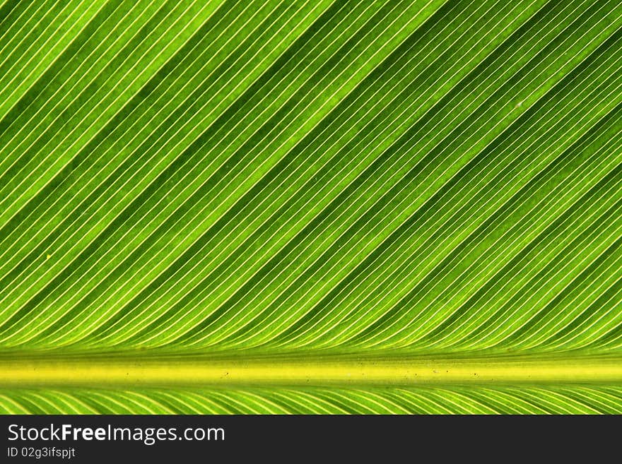 The pattern on the leaf with light tone