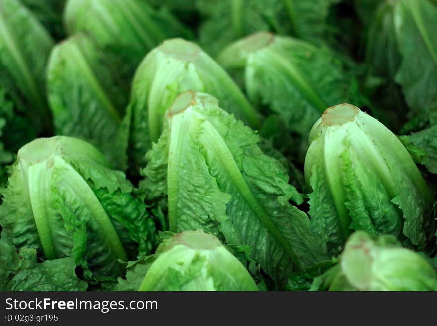 Fresh Lettuce On The Market For Sale