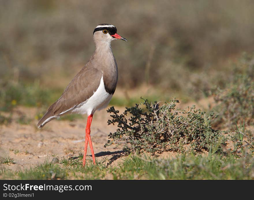 Crowned Plover