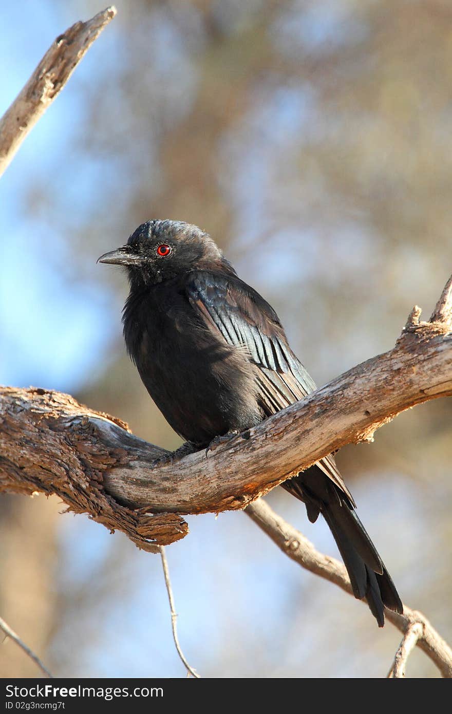 Fork-tailed Drongo