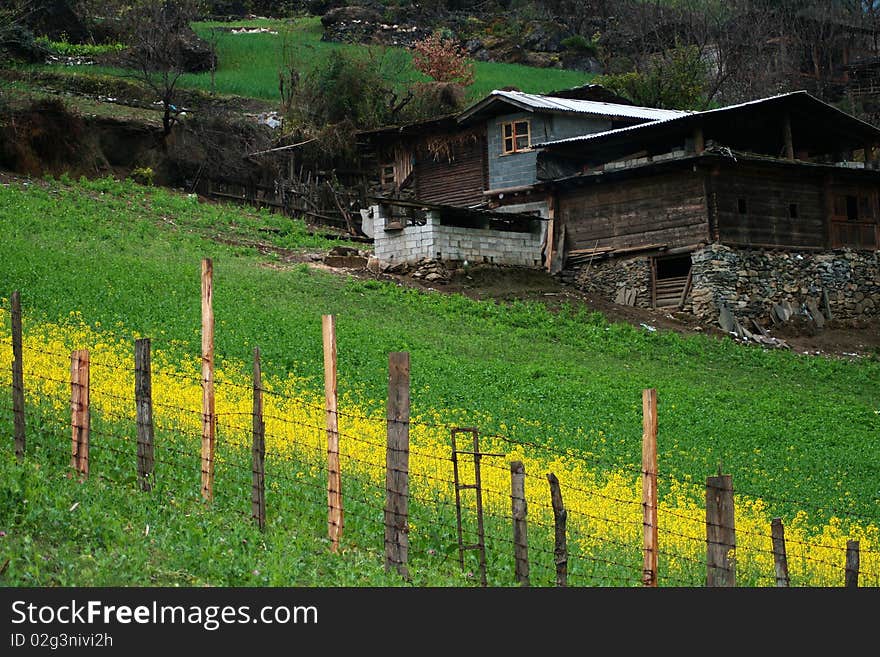 A small village in Yunnan Province of China, with cole flowers and green grass land.