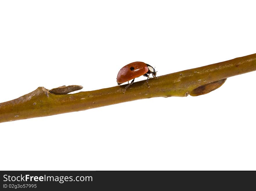 Walking lady bug on a stick. Walking lady bug on a stick