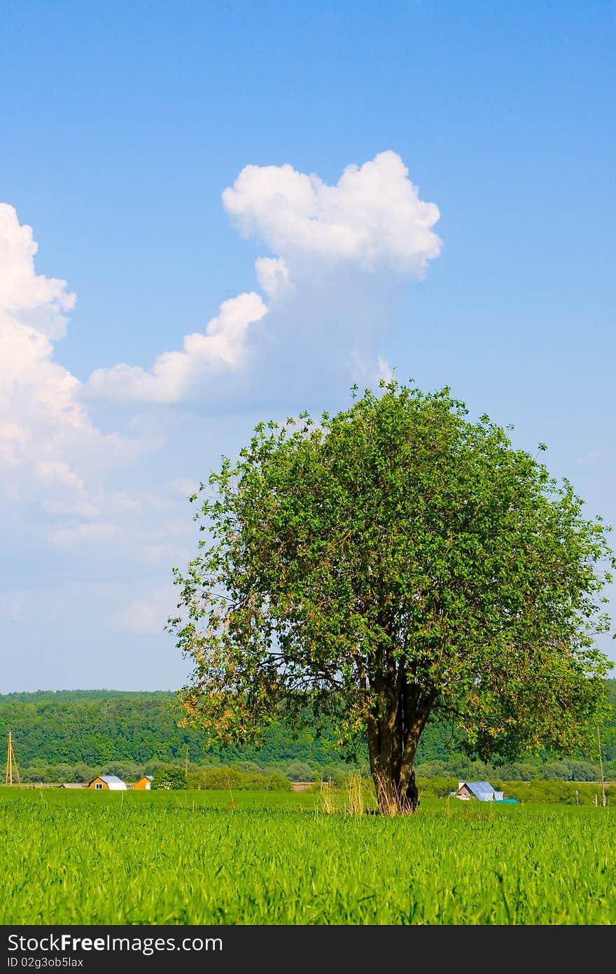 Alone tree in the field with clouds