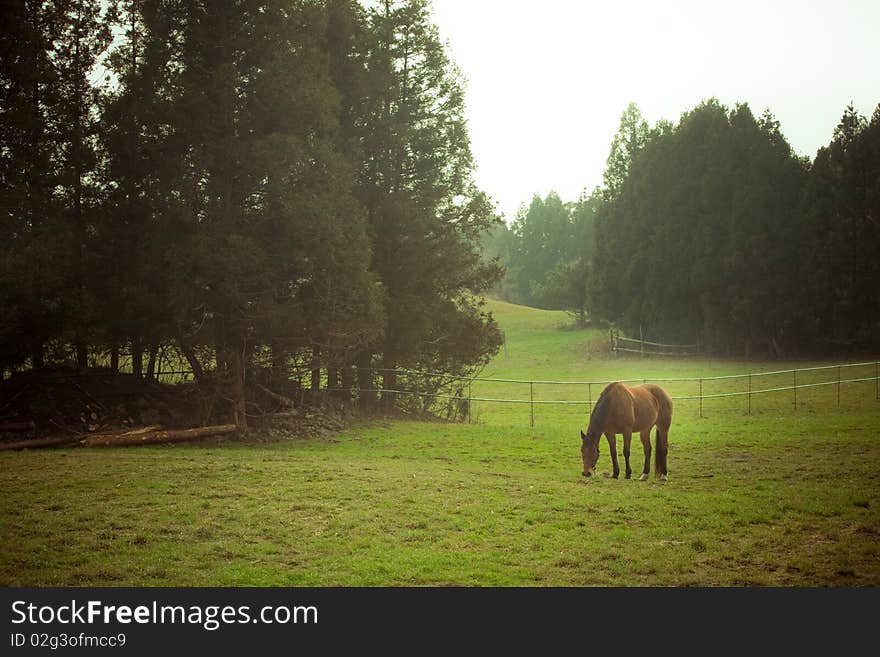 Attract landscape with horse