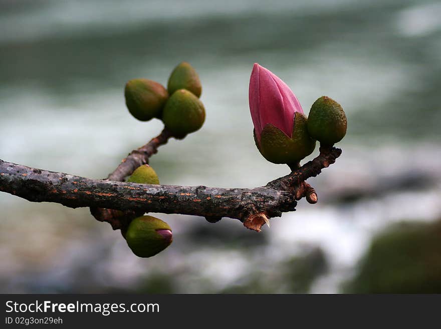 Spring has come to the Kapok flowering season. Taken from Yunnan, China. Spring has come to the Kapok flowering season. Taken from Yunnan, China.