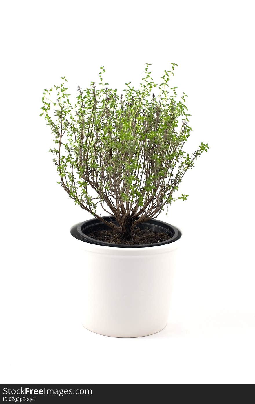 Thyme plant