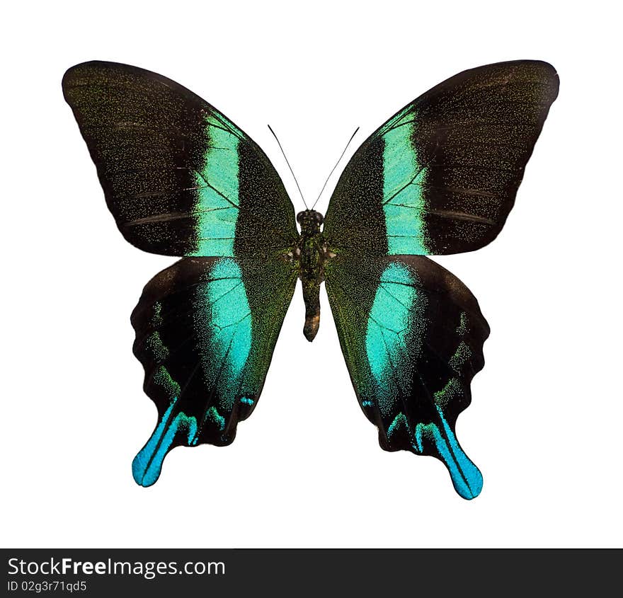 Papilio blumei - butterfly isolated in white.