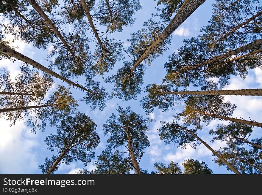 Trees against the blue sky. Trees against the blue sky