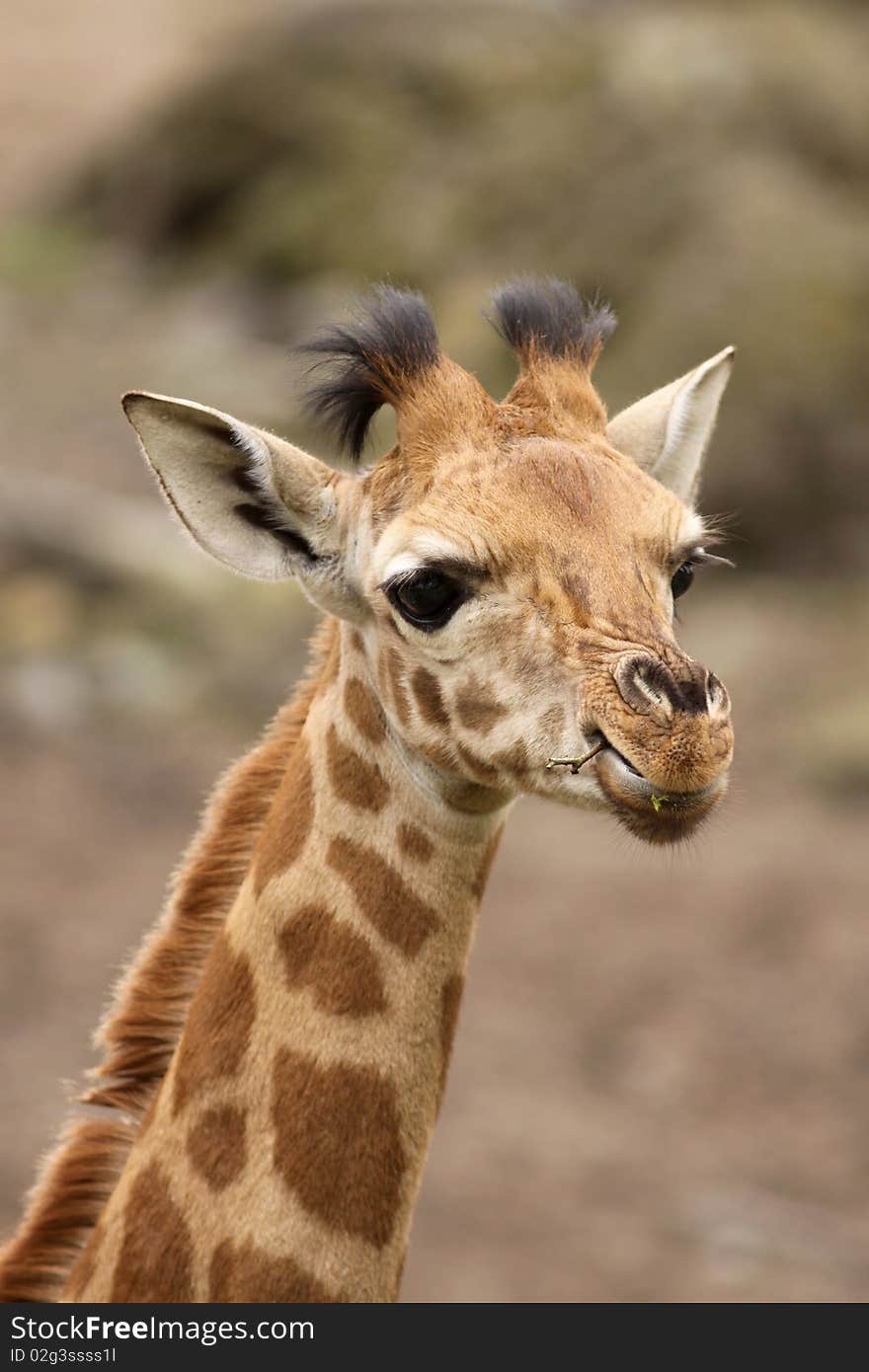 Animals: Young giraffe chewing on a twig