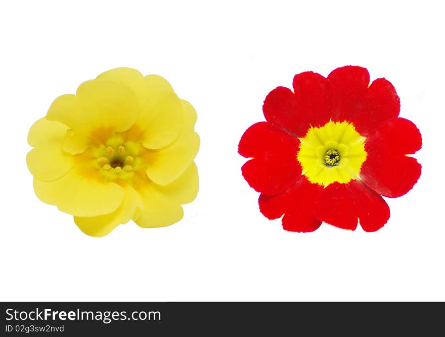 Two primrose flowers on white